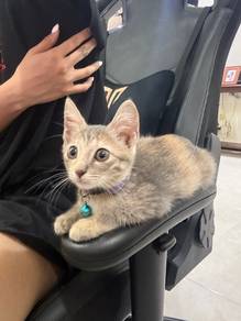 Kitten (URGENT! Adoption with fee)