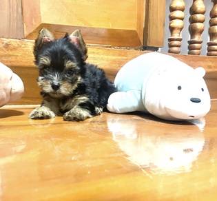 YORKSHIRE TERRIER PUPIES Y54 🌻 Male