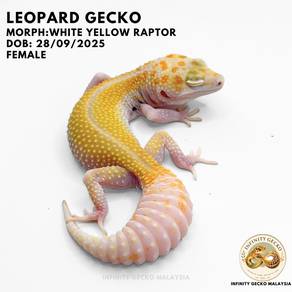 Leopard Gecko Malaysia White Yellow Raptor Johor