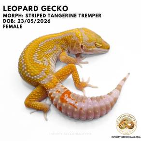 Leopard Gecko Striped Tangerine Tremper Malaysia
