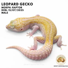 Leopard Gecko Malaysia Raptor Johor Bahru Cicak
