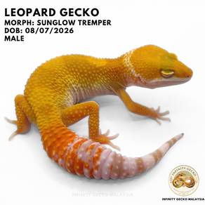 Leopard Gecko Male Sunglow Tremper Malaysia