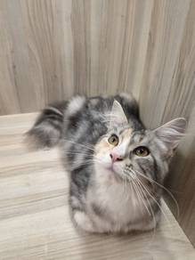 Mainecoon cat available for sale 