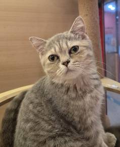 BSH Kitten silver Tabby 