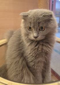 Scottish fold kitten available for sale 