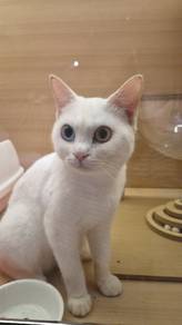 Domestic short hair cat 
