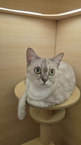 Domestic short hair 