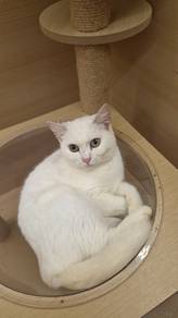 DSH Female cat available for sale 