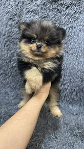 博美男
pomeranian
malae
M4
dob 2个月以上