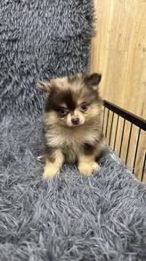 博美男
pomeranian
malae
M5
dob 2个月以上
