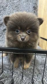 博美女
Pomeranian 
Female
F2
dob 2个多大