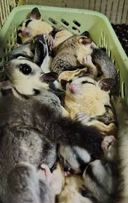 sugar glider white face 