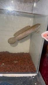 blue pulchra 4”