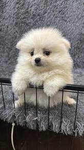 博美女
Pomeranian 
Female
F4
dob 2个多大