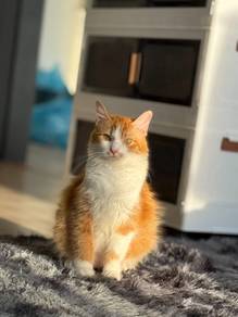 Kucing Oren 