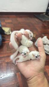 Dormouse High Pied