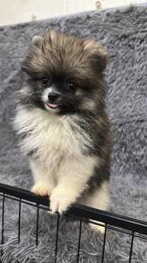 博美女
Pomeranian 
Female
F6
dob 2个多大