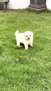 Bichon Frise puppy