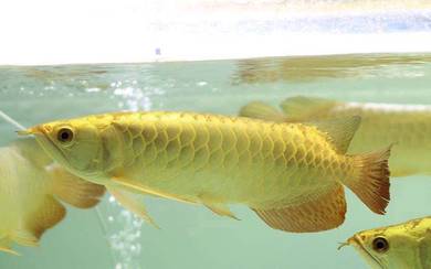 arowana golden crossback 8 inch -wholesale price