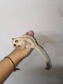 Sugar Glider True Platinum