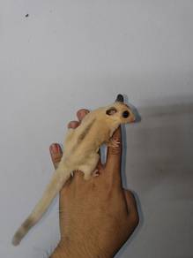 True Platinum Mosaic Ringtail