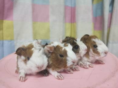 Guinea Pig 