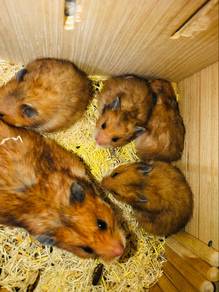 Hamster syrian long hair