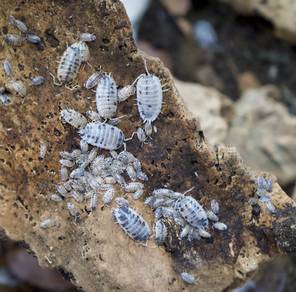 isopods