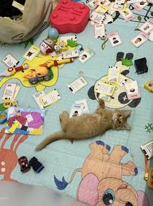 cat