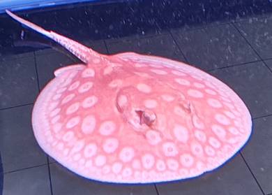 Albino stingray 7inc