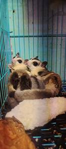 sugar glider white face 