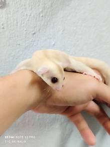 sugar glider creamino