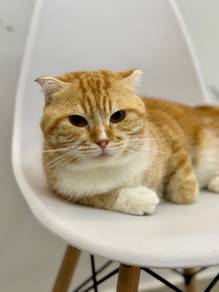 Mixed Scottish Fold To Rehome
