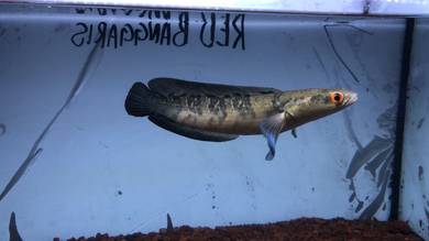 CHANNA MARU RED BARITO BERCABUNG 9+ inch