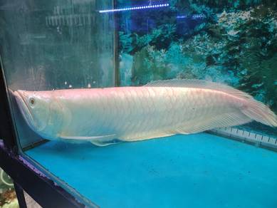 Red eye arowana 