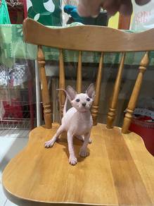 Sphynx kitten