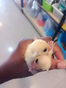 Sugar glider 