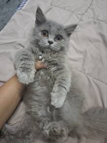 bsh kitten