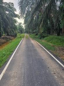 Oil Palm Land at Yong Peng
