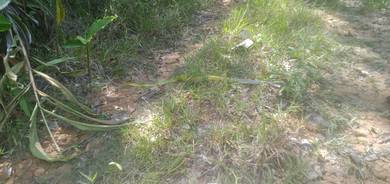 Lot tapak tanah penuh privacy pekan Ranau