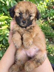 dog for sale