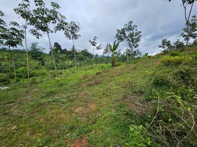 Agricultural Land at Pedas For Sale