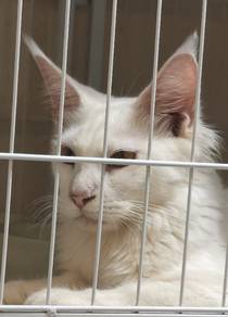 Mainecoon kitten 