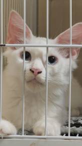 Mainecoon kitten female 