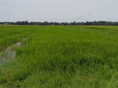 Land-for-sale-Semanggol-Perak