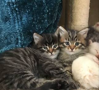 Mainecoone Mix Persian Kitten