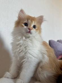 Orange Mix Mainecoon Persian Kitten