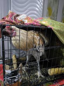 Ayam kg asli jantan