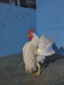 ayam serama 