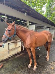 KUDA POLO (FEMAlE)